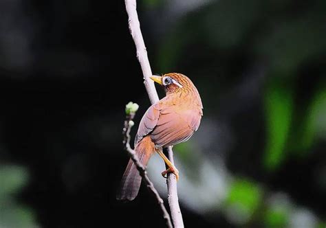 陽台養鳥風水|養鳥的風水好處 禁忌有什麼